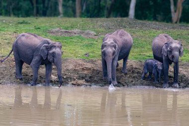 Yavru bir fil de dahil olmak üzere Asyalı bir fil ailesi, Karnataka 'nın Kabini Ormanı' nda yemyeşil ve sakin bir çevrede bir su birikintisinde duruyor..