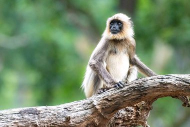 Gri langur, Kabini Ormanı 'ndaki bir ağaç dalında sakince oturuyor. Yumuşak kürkü yemyeşil bir zemin üzerine aydınlanıyor ve ormanın dingin ortamını gözler önüne seriyor..