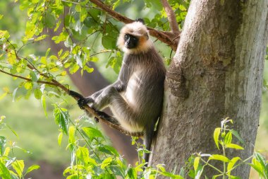 Gri langur, güneşli bir günde huzurlu Kabini ormanında yemyeşil bir ağaçla çevrili bir dalda güzelce dinlenir..