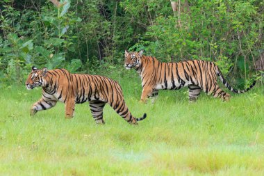 İki görkemli Bengal kaplanı Kabini Tiger Reserve 'de canlı yeşillikler arasında dolaşır, cesur çizgilerini ve güçlü varlıklarını zengin doğal ortamlarında sergilerler..