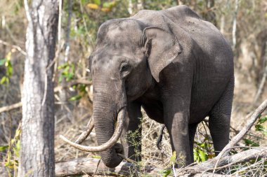 Kocaman dişleri olan güçlü bir Asya fili Kabini Kaplan Koruma Ormanı 'nın ortasında duruyor. Etrafı kuru yapraklar ve benekli güneş ışığıyla çevrili..