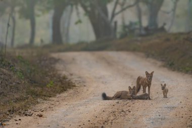 Yetişkinler ve yavrular da dahil olmak üzere bir sürü vahşi delik Kabini Tiger Reserve 'nin yemyeşil ormanlarındaki sakin bir toprak yolda dinleniyor ve etrafı inceliyor..