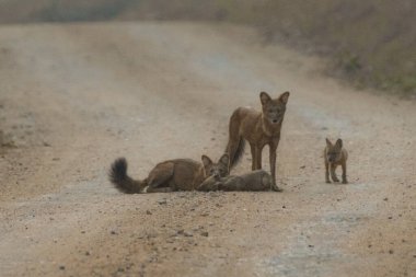 Yetişkinler ve bir yavru köpekten oluşan bir Asya vahşi köpek sürüsü, Kabini Ormanı 'ndaki tozlu bir patikada duruyor ve dinleniyor.