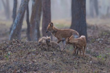 Üç yetişkin ve iki yavrusu olan bir dhole (Asya Vahşi Köpeği) ailesi, sabahın erken saatlerinde Kabini Tiger Reserve 'deki sisli orman tabanını keşfeder..