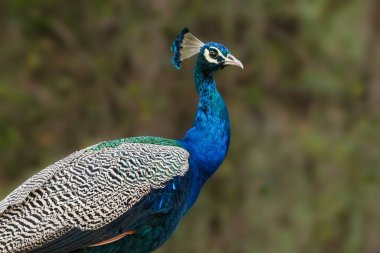 Işıldayan parlak yanardöner tüyleri ile çarpıcı mavi bir Hint Peafowl yakın plan, huzurlu doğal bir çevrede yumuşak yeşil bir arka plan karşı kurulmuş.