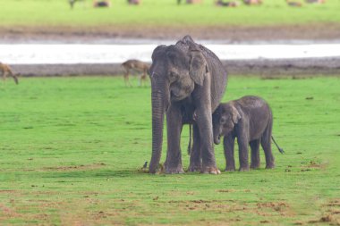 Uzak bir vahşi yaşam ve sakin bir manzara ile çevrili Kabini durgun sularında duran bir Asya fili ve yavrusunun sakin bir görüntüsü..