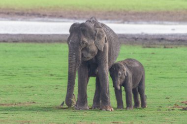 Sakin bir günde Hindistan 'ın Kabini Tiger Reserve kentindeki yemyeşil otlaklarda buzağısıyla bir Asya filinin sakin bir görüntüsü..