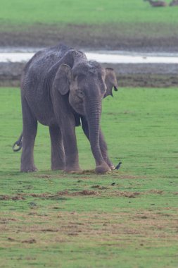 Görkemli bir Asya fili Kabini Tiger Reserve 'nin yemyeşil otlaklarında otlarken görülüyor. Huzurlu ortam, bu ikonik rezervin doğal güzelliğini ve vahşi yaşam çeşitliliğini vurgular..
