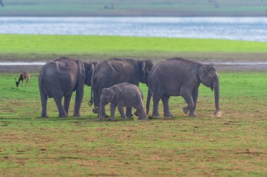 Asyalı bir fil sürüsü, deniz kenarındaki Kabini Tiger Reserve 'in yemyeşil çayırlarında otlar. Huzurlu doğal bir yaşam alanı..