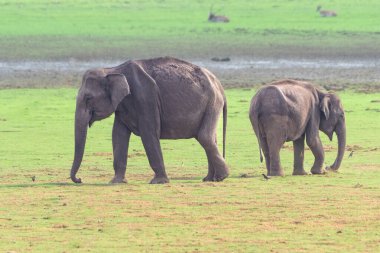 İki görkemli Asya fili, bir yetişkin ve bir genç canlı yeşillik ve uzak vahşi yaşamla çevrili Kabini Tiger Reserve otlaklarında dolaşır. Doğanın güzelliğini gösteren sakin bir sahne.