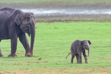 Yetişkin bir Asya fili ve bir bebek Hindistan 'ın Kabini Tiger Reserve kentindeki yemyeşil otlaklarda dolaşarak doğanın ve vahşi yaşamın güzelliğini gösteriyor..