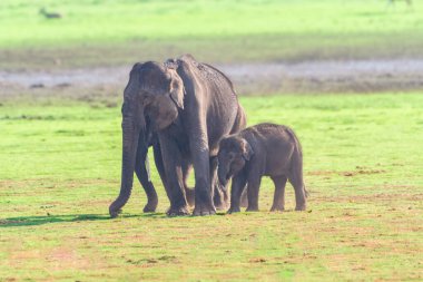 Görkemli bir Asya fili ve yavrusu Hindistan 'da huzurlu bir vahşi yaşam sığınağı olan Kabini Kaplan Koruma Alanının verimli yeşilliklerinde zarifçe yürüyorlar..
