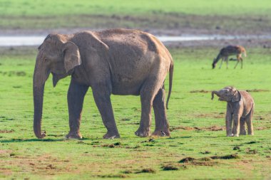 Asyalı fillerin sakin bir sahnesinde muhteşem bir dişçi ve neşeli bir buzağı Kabini Tiger Reserve 'nin canlı yeşil otlaklarında otluyor..