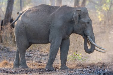 Etkileyici dişleri olan bir Asya fili Kabini Kaplan Koruma Alanında huzur içinde otlar. Kuru orman arazisi ve yumuşak, ılık ışık ile çevrili..