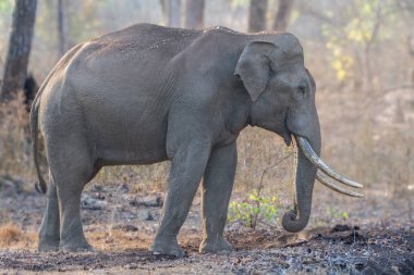 Görkemli bir Asya fil dişçisi huzurlu Kabini Tiger Reserve ormanında duruyor, kuru otların arasında otluyor ve yumuşak gün ışığı altında dağınık ağaçlar arasında..