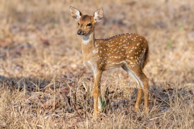 Genç benekli geyik yavrusu Kabini Tiger Reserve 'nin kuru otlaklarında duruyor. Yavru geyik, ormanın sıcak altın renkleri arasında dikkatle bakar..