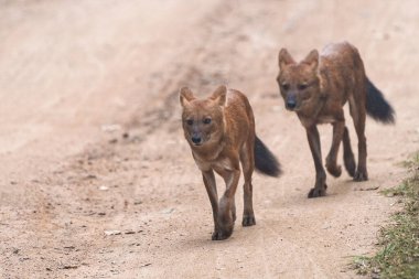 Dhole olarak da bilinen iki Asya vahşi köpeği (Dholes) Kabini ormanında toprak bir patika boyunca yürürler. Kırmızımsı kahverengi paltoları, yedeklerin topraklarıyla çok güzel tezat oluşturuyor..