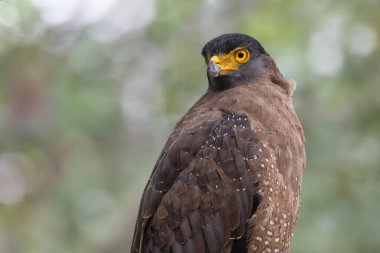 Görkemli bir ibikli Yılan Kartalı. Sarı gözleri ve benekli kahverengi tüyleri doğal yeşil, yumuşak odaklı yaşam alanına sakince tünemiş..
