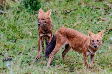 Dhole olarak da bilinen iki vahşi kızılderili köpeği Kabini ormanındaki çimenli bir arazide tetikte bekliyor. Canlı kırmızımsı kahverengi kürkleri yemyeşil yapraklara karşıdır..