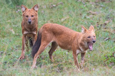 Dhole olarak da bilinen iki Asya vahşi köpeği Kabini ormanında görülmektedir. Biri ileriye bakarken, diğeri yemyeşil yaşam alanında esniyor..
