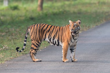 Çarpıcı bir Bengal kaplanı Kabini Reserve 'de bir orman yolunda güvenle duruyor, keskin bakışları yana dönüyor. Yeşillik, parlak turuncu ve siyah çizgileriyle çelişiyor..