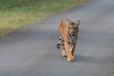 Yalnız bir Bengal kaplanı, Kabini Tiger Reserve 'de huzurlu bir orman yolunda, sakin bir günde çarpıcı turuncu kürkünü ve siyah çizgilerini sergileyerek güvenle yürür..