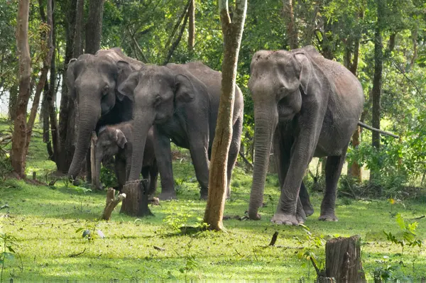 Hindistan 'ın Karnataka kentindeki Kabini Ormanı' nın yemyeşil yeşillikleri arasında buzağıları da içeren bir Asya fili sürüsü, huzurlu bir doğal yaşam alanı sergiliyor..