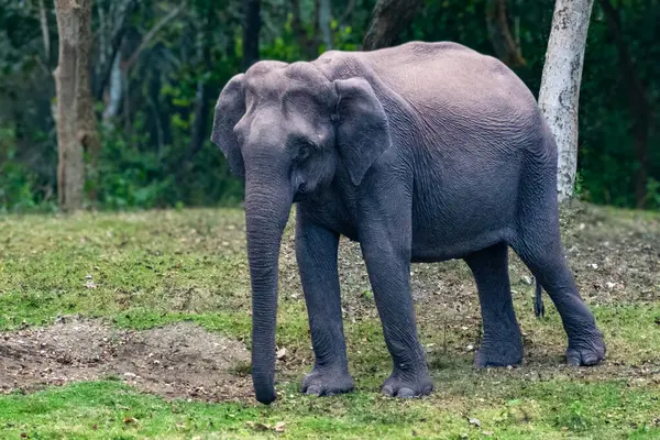 Muhteşem bir Asya fili, Hindistan 'ın Karnataka kentindeki Kabini Ormanı' nın yemyeşil yeşillikleri arasında zarif bir şekilde duruyor ve gücünü ve dinginliğini gösteriyor..