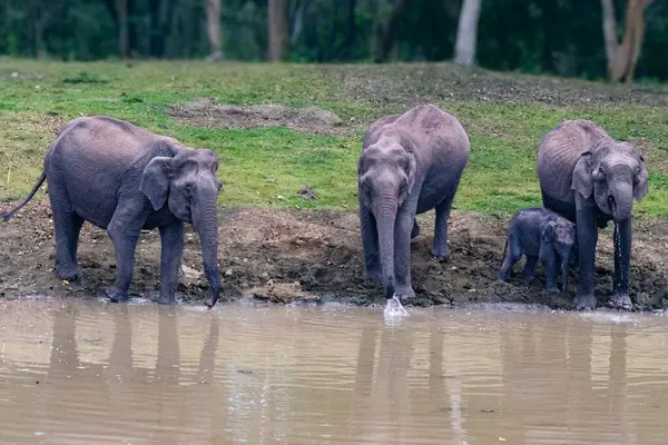 Yavru bir fil de dahil olmak üzere Asyalı bir fil ailesi, Karnataka 'nın Kabini Ormanı' nda yemyeşil ve sakin bir çevrede bir su birikintisinde duruyor..
