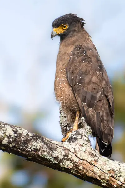 Sarı gözlü, liken kaplı bir ağaç dalına tüneyen çarpıcı armalı bir yılan kartalı. Kuşun kahverengi tüyleri yumuşak gün ışığında karmaşık desenler sergiliyor. Görkemli ve vahşi doğada hüküm süren varlığını sergiliyor..