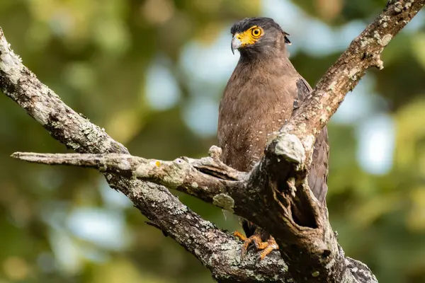Yeşil yemyeşil bir ormanda, liken kaplı bir dala tünemiş keskin sarı gözlü bir Yılan Kartal, uyarı duruşunu sergiliyor.