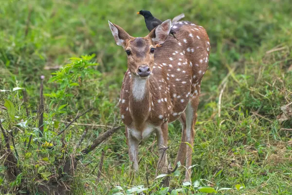 Zarif benekli bir geyik Kabini Ormanı 'nın yemyeşil yeşilliklerinde tetikte bekliyor. Sırtına tüneyen siyah bir kuş, huzurlu bir vahşi yaşam anı yaratıyor..