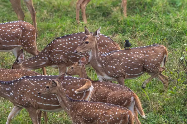 Kabini Ormanı 'nın yemyeşil yeşilliklerinde otlayan benekli geyiklerin sakin bir görüntüsü, bir geyiğin sırtına tünemiş küçük bir kuş..