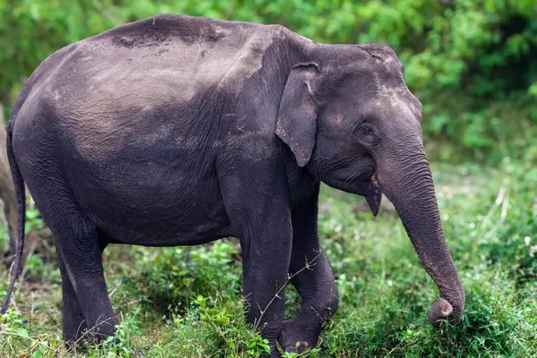 Bir Asya fili bereketli yeşilliklerle çevrili Kabini Kaplan Koruma Alanında huzur içinde otlar. Dişli, bölgenin zengin biyolojik çeşitliliği ve doğal güzelliğini temsil ediyor..