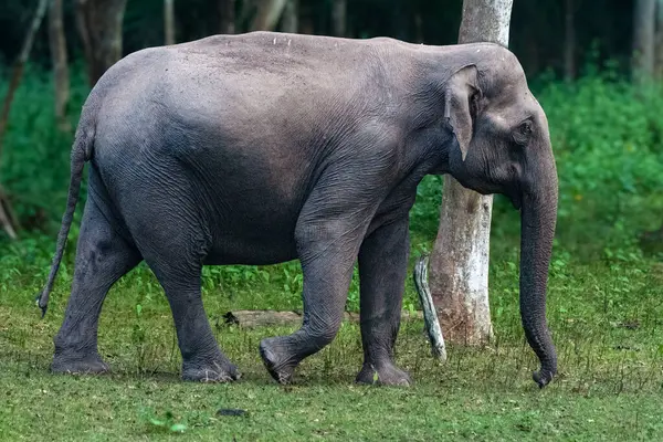 Yetişkin bir Asya fili bereketli yeşil Kabini Kaplan Koruma Alanı 'nda zarif bir şekilde yürüyor. Yoğun orman ve dingin doğal güzelliklerle çevrili..