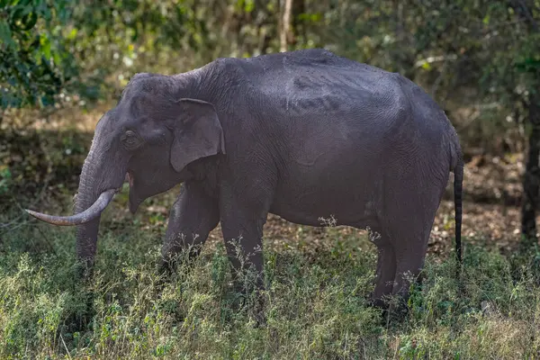 Etkileyici bir Asya fili, Hindistan 'ın Kabini Tiger Reserve kentindeki yemyeşil otlakta huzur içinde otluyor ve zarafetini ve doğal güzelliğini gösteriyor..