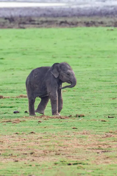 Bebek bir Asya fili Kabini Kaplan Koruma Alanında yemyeşil çimlerin üzerinde duruyor. Huzurlu çevre, Hindistan 'ın doğal güzelliğini ve vahşi yaşam çeşitliliğini vurgular..