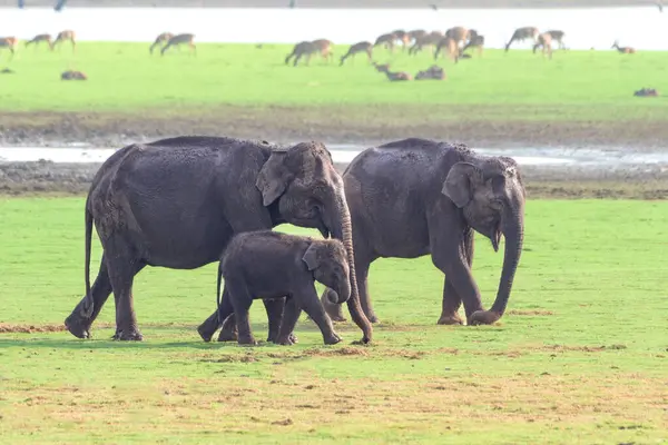 Arka planda otlayan geyiklerin arasında Kabini Tiger Reserve 'deki yemyeşil otlaklarda yürüyen bir deniz aygırı da dahil Asyalı fil ailesinin sakin bir görüntüsü..