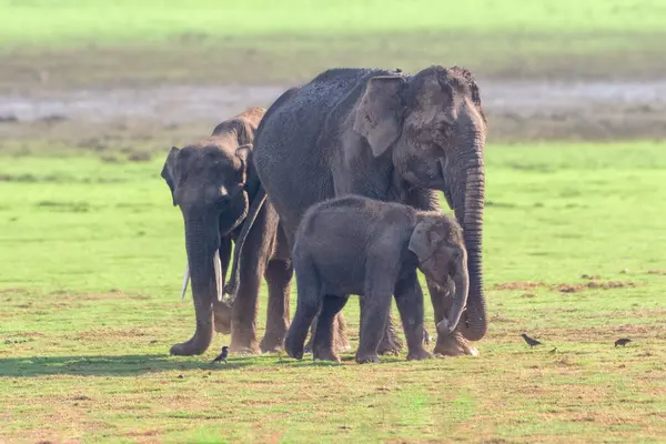Hindistan 'ın Kabini Tiger Reserve kentindeki yemyeşil otlaklarda otlayan bir filler sürüsü, doğadaki dingin varlıklarını sergiliyor..