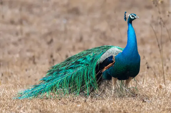 Canlı yeşil ve mavi tüylü bir erkek tavus kuşu zarif bir şekilde kuru bir çayırda duruyor. Doğal kahverengiler, yanardöner tüyleriyle çok güzel tezat oluşturur..
