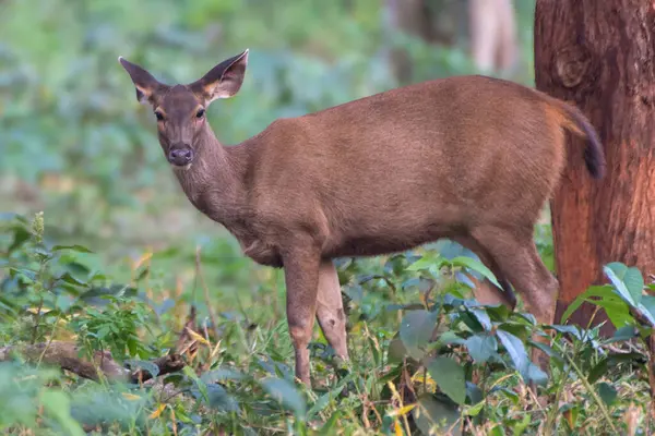 Kabini Ormanı 'nın canlı yeşilliklerinde tek bir sambar geyiği tetikte bekliyor. Özenli duruşu ve topraksı kahverengi paltosu ormanın yemyeşil çevresiyle güzel bir şekilde harmanlanmış..