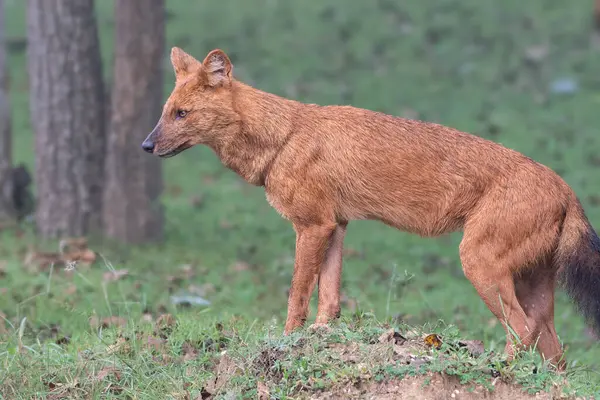 Zengin kırmızımsı kahverengi kürklü bir kızılderili, gür Kabini Tiger Reserve 'de çimenli bir tepecikte, yoğun yeşillik ve uzun ağaçlarla çevrili bir tetikte bekliyor..