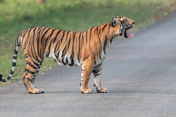 Hindistan, Kabini 'de bir orman yolunda ağzı kükreyerek duran bir Bengal kaplanı. Kaplanın turuncu paltosu ve siyah çizgileri doğal zemin üzerinde çarpıcı bir kontrast oluşturur..