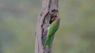 Beyaz yanaklı barbet ağaç gövdesinde yuva çukuru kazıyor.