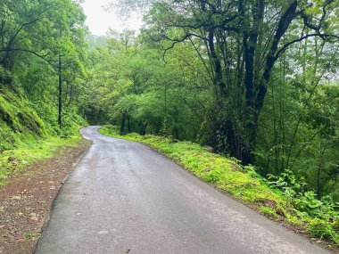 Dalgalı Yeşil Ağaçların Arasında Dalgalanan Yemyeşil Orman Yolu Sisli bir günde