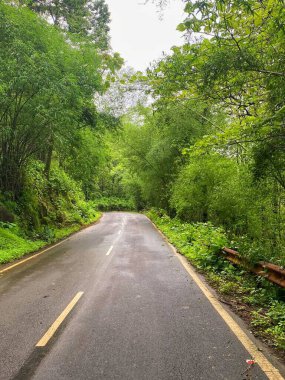 Serene Yağmur Ormanları Yolu Yoğun Yeşillik ve Canlı Bitkilerle çevrili
