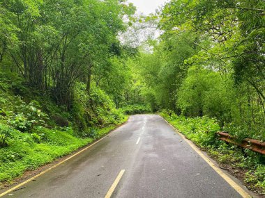 Serene Green Forest Yolu Yağmurlu bir günde yemyeşil bitki örtüsüyle çevrili
