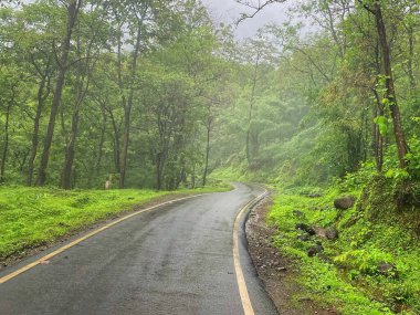 Serene Ormanı Yolu Yağmurlu bir günde yemyeşil sularda kıvranıyor