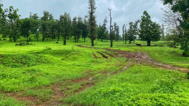 Yağmurlu bir günün ardından yemyeşil orman yolu