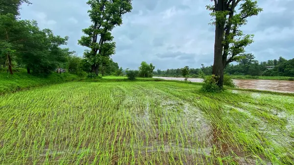 Bulutlu bir günde Yeşil Pirinç Tarlası Uzun Ağaçlar ve Nehir